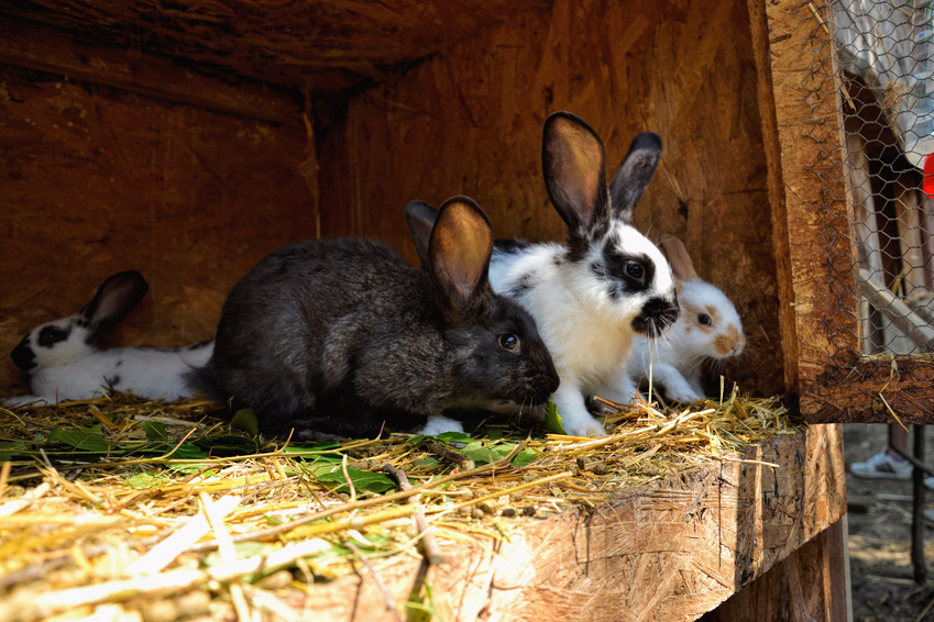 Кролики породы строкач