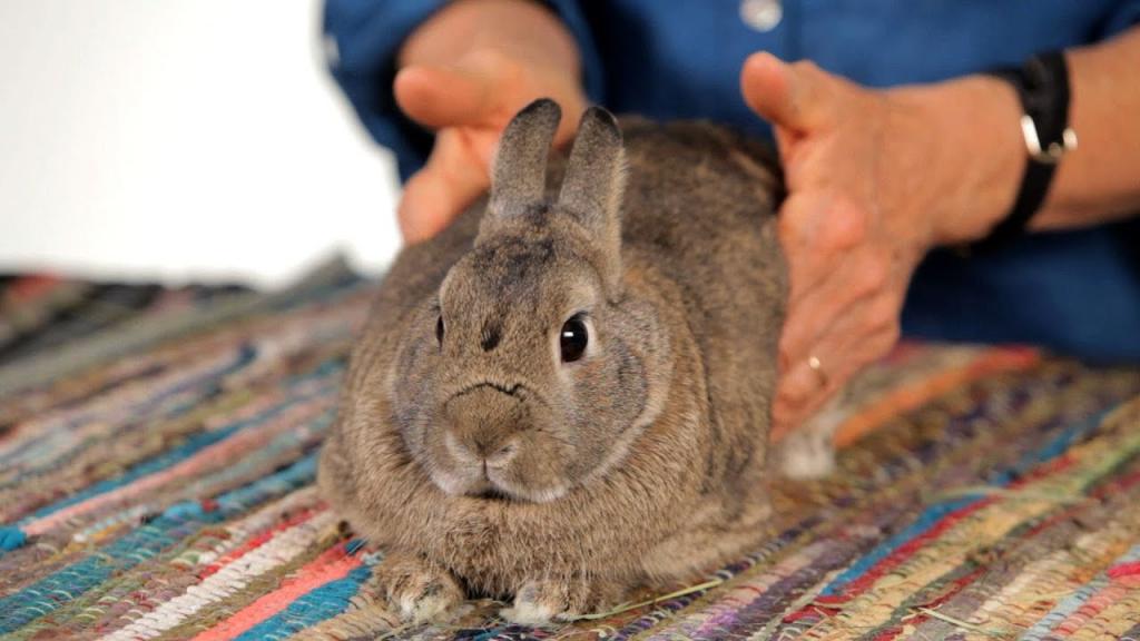 Как вырастить кроликов в домашних условиях: содержание, уход