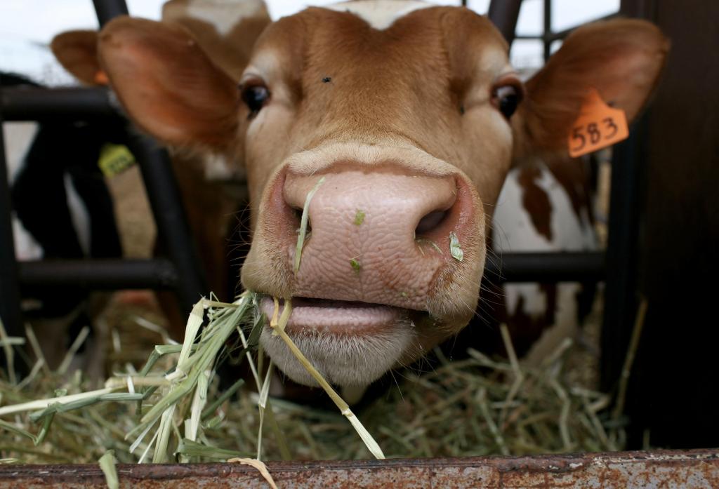 Сухостойный период у коров: кормление, особенности, продолжительность и нормы содержания