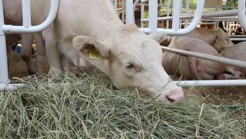 Сухостойный период у коров: кормление, особенности, продолжительность и нормы содержания