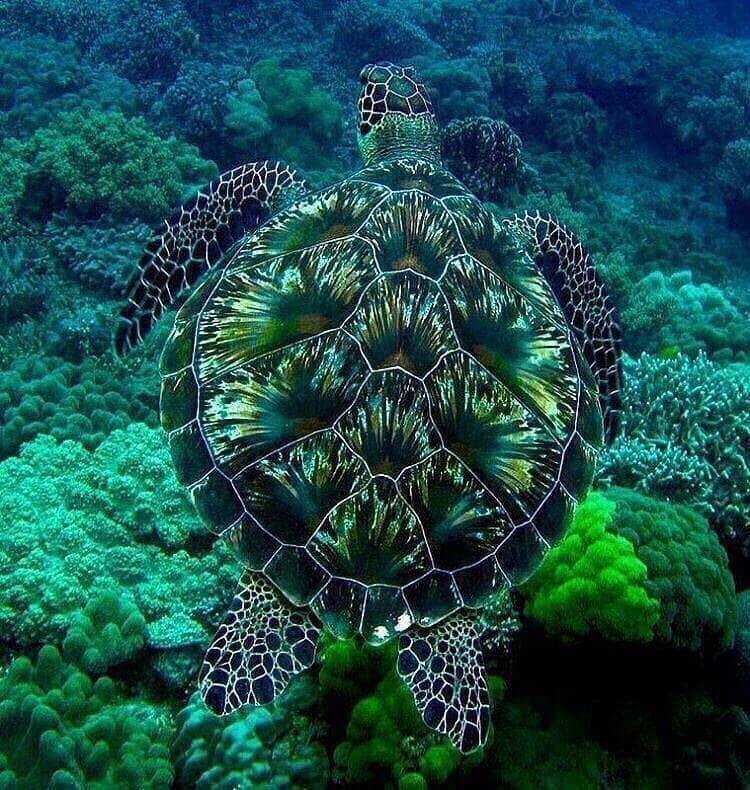 как дышат морские черепахи