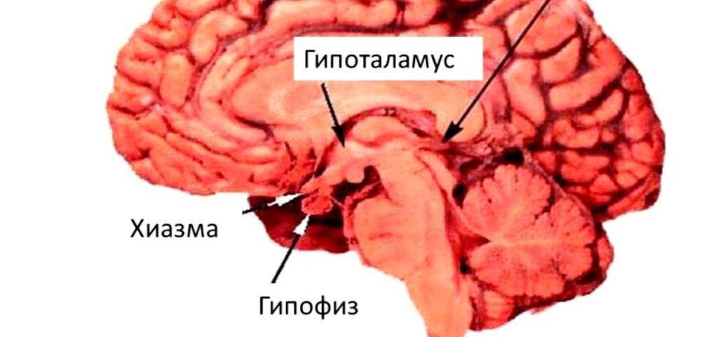 размеры гипофиза в норме