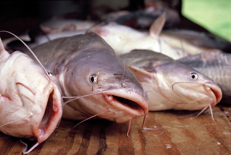 Разведение рыбы в УЗВ: преимущества, оборудование и нюансы