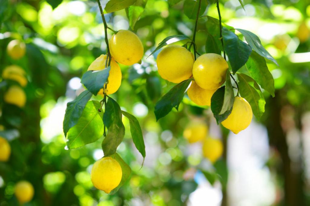 лимон на дереве