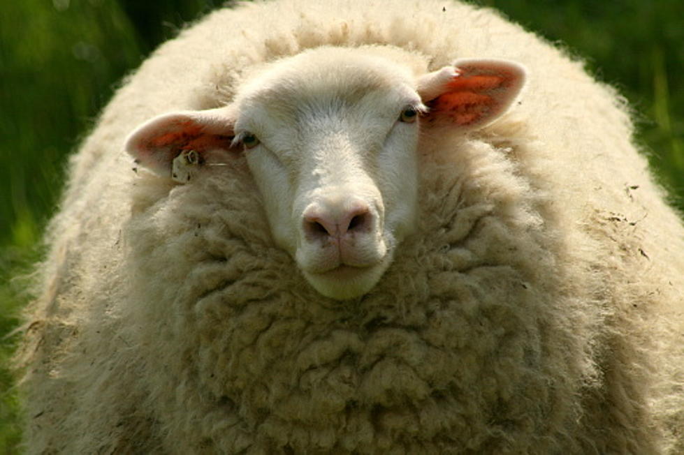 Больная овца