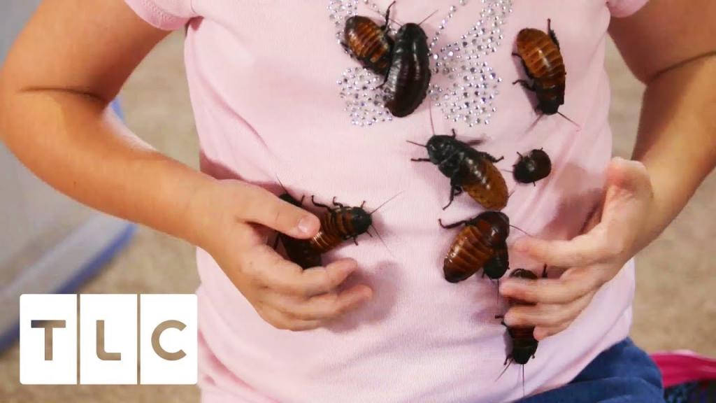 Девочка без ума от тараканов и коллекционирует их сотнями дома (видео)