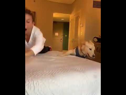 Почему женщины предпочитают спать со своими собаками? (видео)