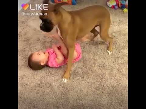 Дети заливаются смехом от поведения собак (смешное видео)