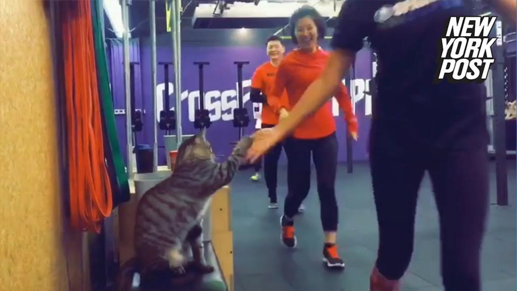 Котик научился давать "пятюню" и теперь делает это в спортивном зале