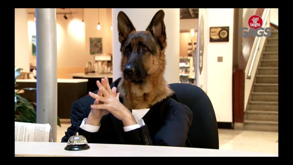 Собаку посадили работать консультантом за стойку информации. Реакция посетителей была забавной (видео)