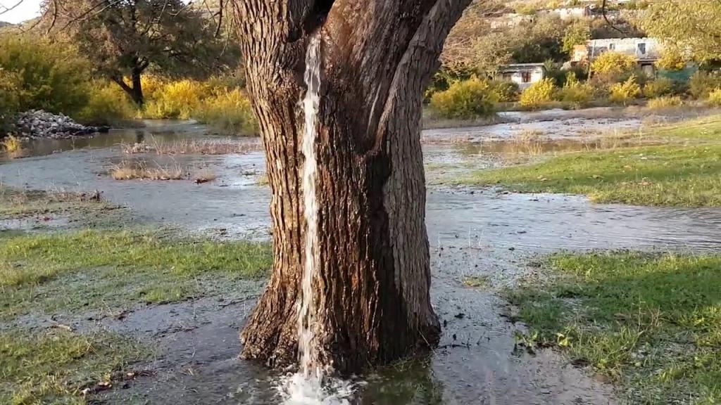Редкое природное явление: дерево в Черногории превращается в фонтан после дождя (видео)