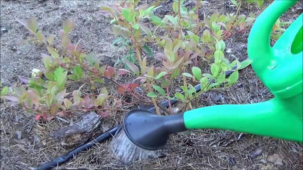 Как подкислить почву для голубики: лучшие способы
