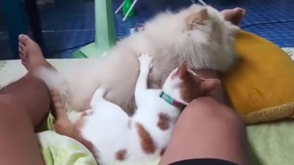 Котик-массажист. Кот делает массаж своему другу-псу (видео)