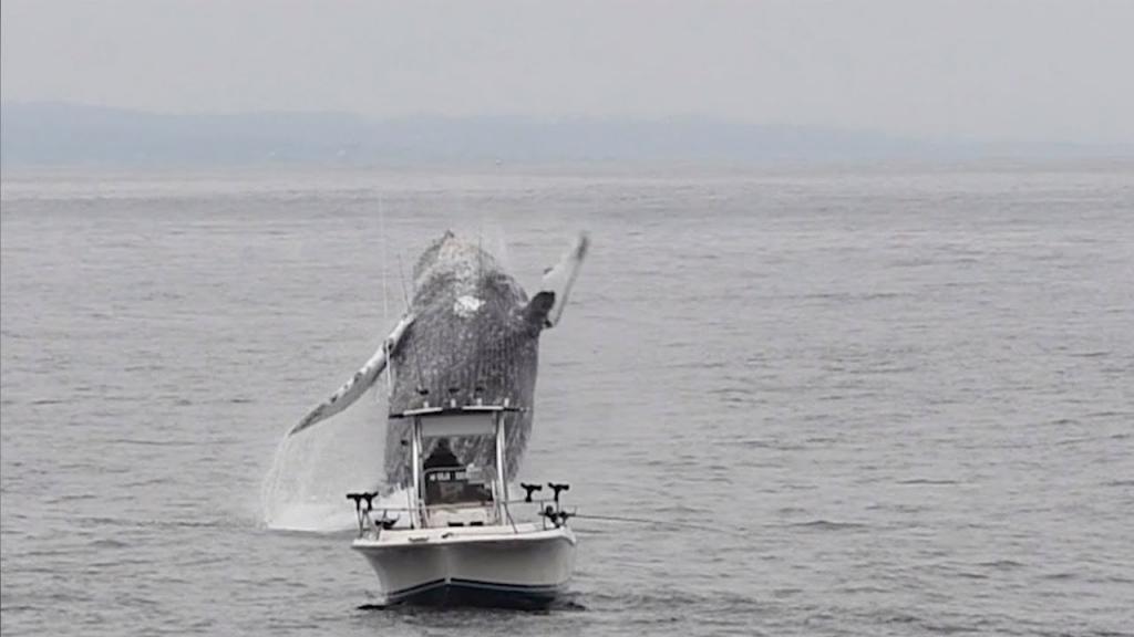 Горбатый кит неожиданно выпрыгнул из воды рядом с небольшой рыбацкой лодкой (видео)