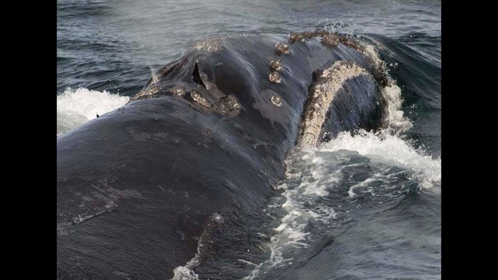 Брачная песня одного из самых редких китов на планете была записана учеными впервые (слушать)