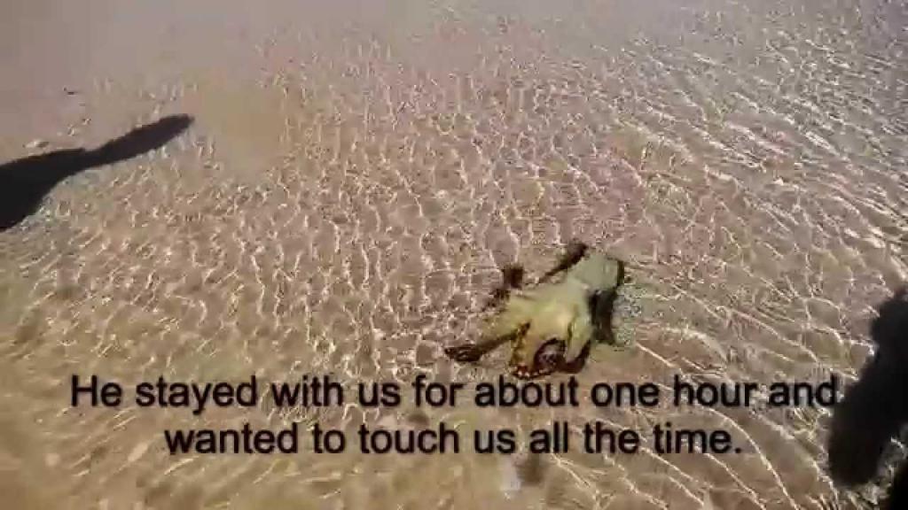 Семья спасла осьминога на пляже. На следующий день он вернулся, чтобы отблагодарить их