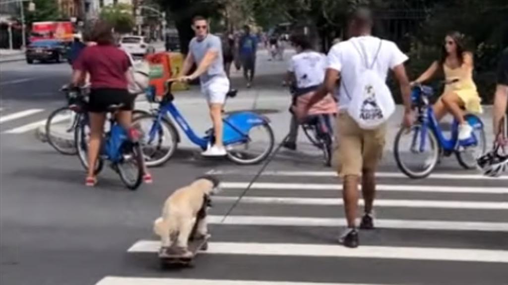 Как нужно выгуливать собаку: например, в Нью-Йорке человек катает своего друга на скейтборде (видео)
