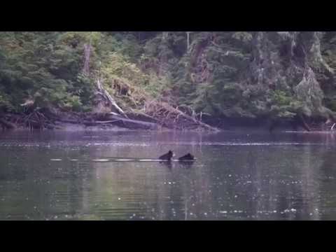 Маленький медвежонок переплывает залив на спине своей матери: видео