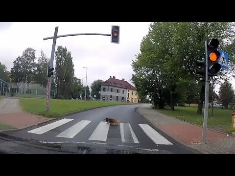 Водитель остановился перед пешеходным переходом и увидел пса, который соблюдает ПДД (видео)