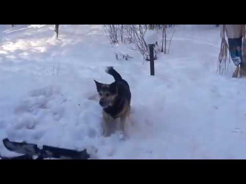 Собака не дает своей хозяйке чистить снег во дворе: забавное видео