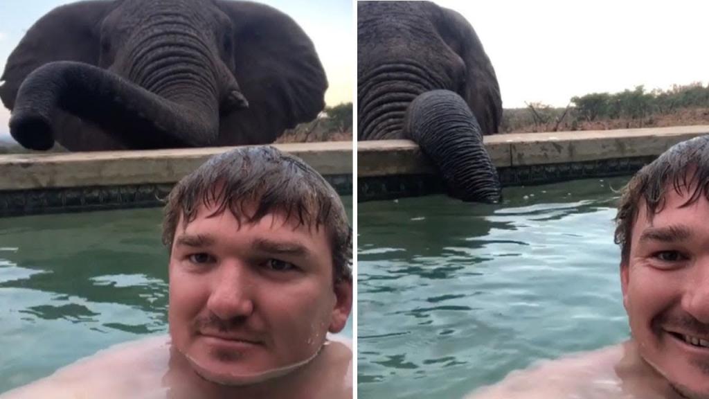 Экскурсовод плавал в бассейне. Сзади подошел слон, чтобы попить воды: видео