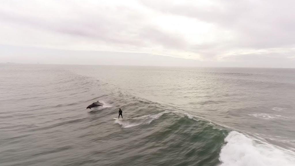 Летящий дрон заснял, как дельфины догнали серфингиста и стали прыгать с ним по волнам (видео)