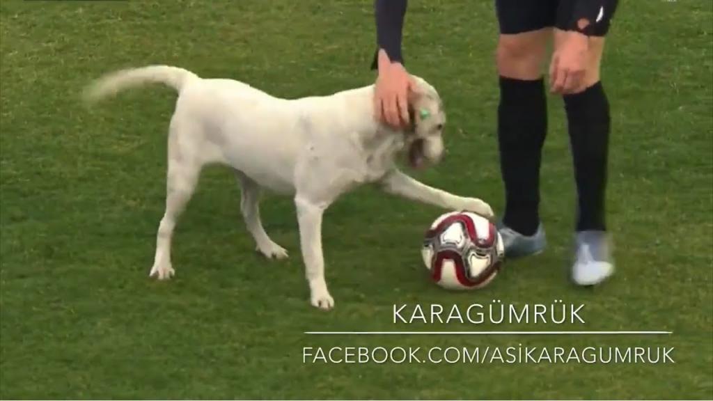 Идеальное место для игры в мяч: собака выскочила на поле и прервала футбольный матч (видео)