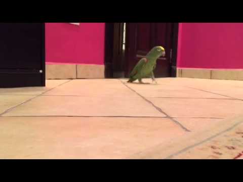 Видео: птица смеется, как суперзлодей из фильма