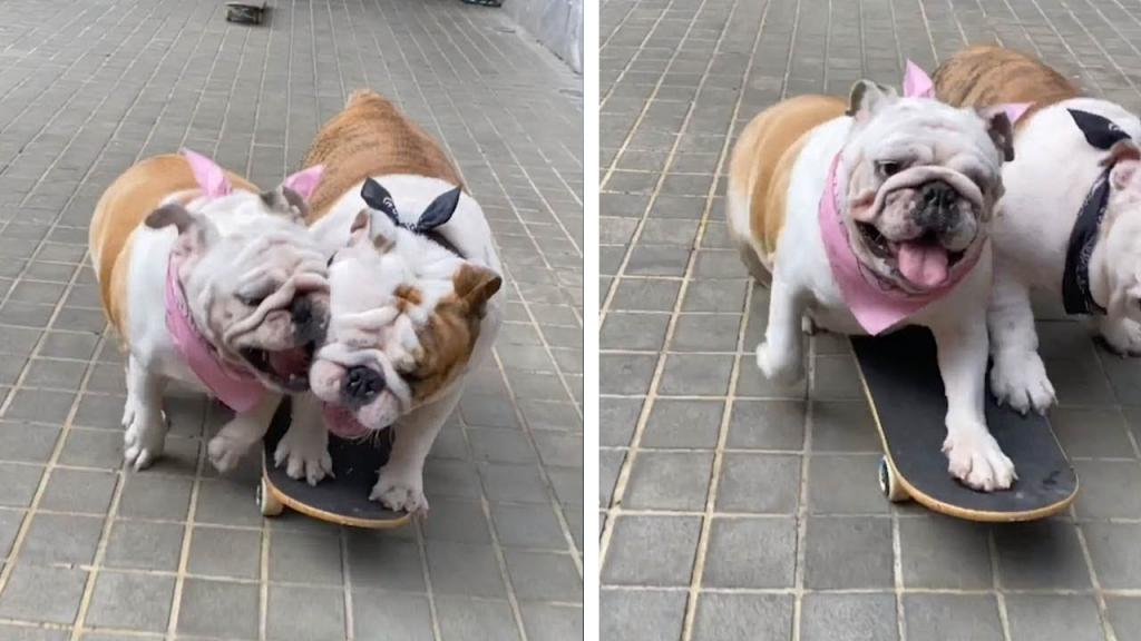 Забавное видео собаки, которая едет на скейтборде, но ее собрат пытается отнять его