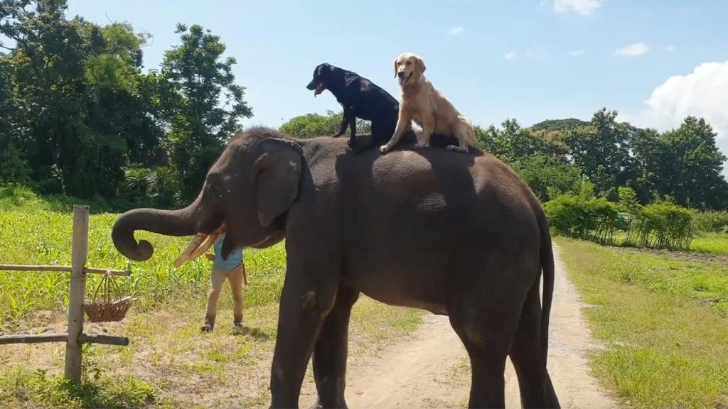 В Таиланде слон подружился с собаками и теперь катает их на своей спине: видео