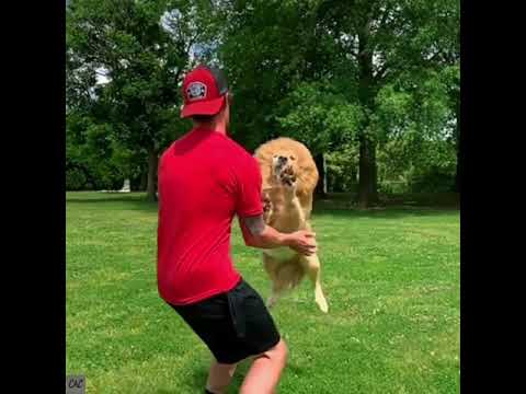 Хозяин научил золотистого ретривера трюку: теперь пес любит обниматься (видео)