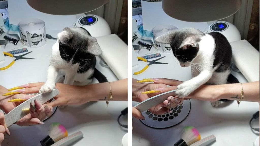 Котенок помогал хозяйке делать маникюр: клиентка была не против (смешное видео)
