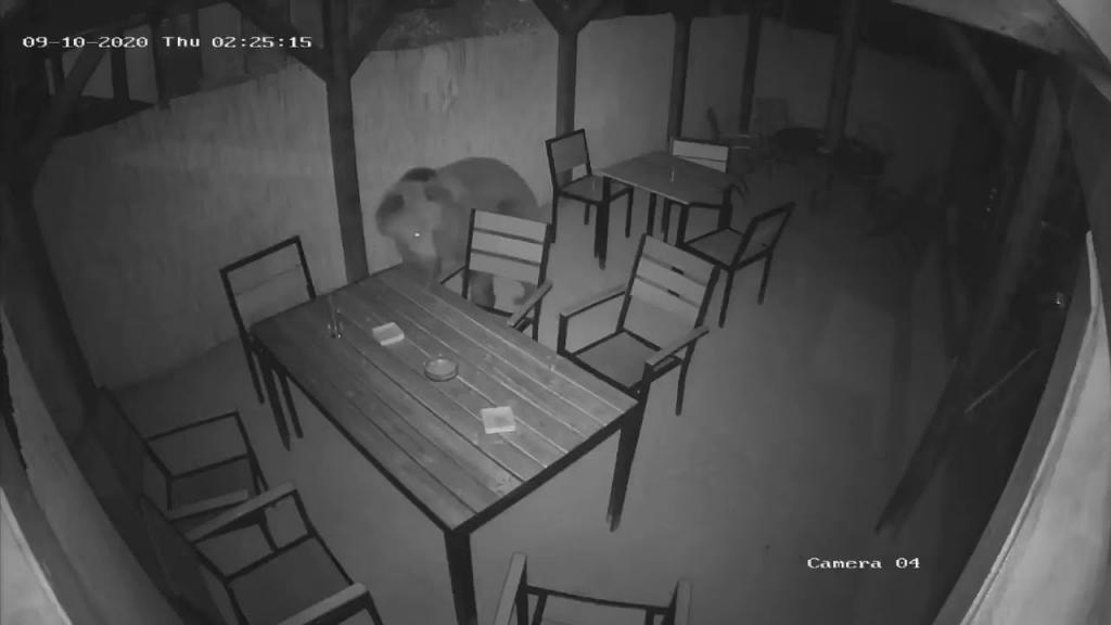 Бурый медведь заглянул ночью в деревенский паб, чтобы полакомиться курочкой (видео)