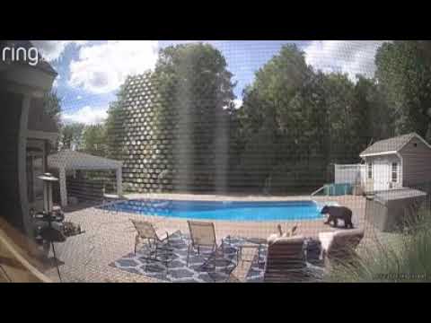 Медведь зашел к парню во двор: то, как животное будит человека, сняла камера (видео)