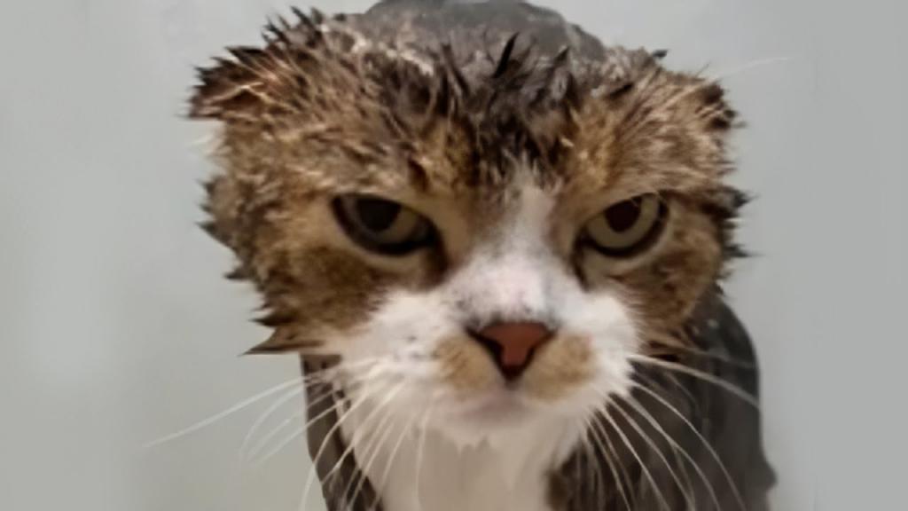 Кошка не сопротивлялась хозяйке при купании, но глаза не скрывали эмоций (видео)