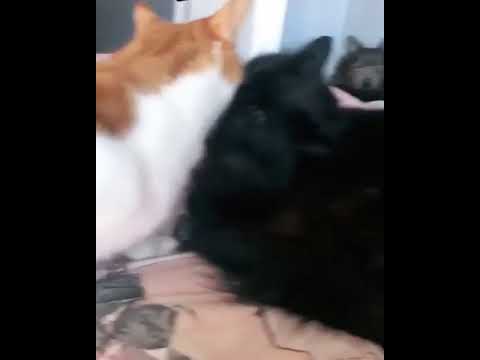 Пес увидел двух целующихся котов. Его стеснение умилило огромную публику (видео)