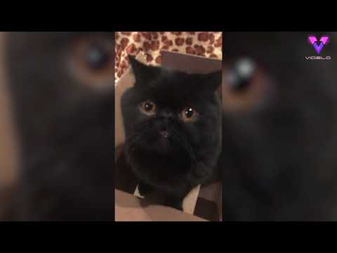 Чёрный кот с оранжевыми глазами полюбился общественности: весёлое видео