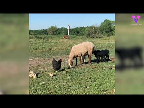 Разъяренная курица защищает цыплят от стада овец. Видео снял парень из Курска