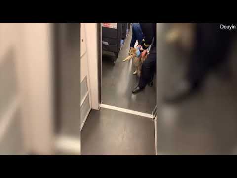 Полосатый "заяц": неизвестного кота сняли с поезда в Китае за проезд без билета (видео)