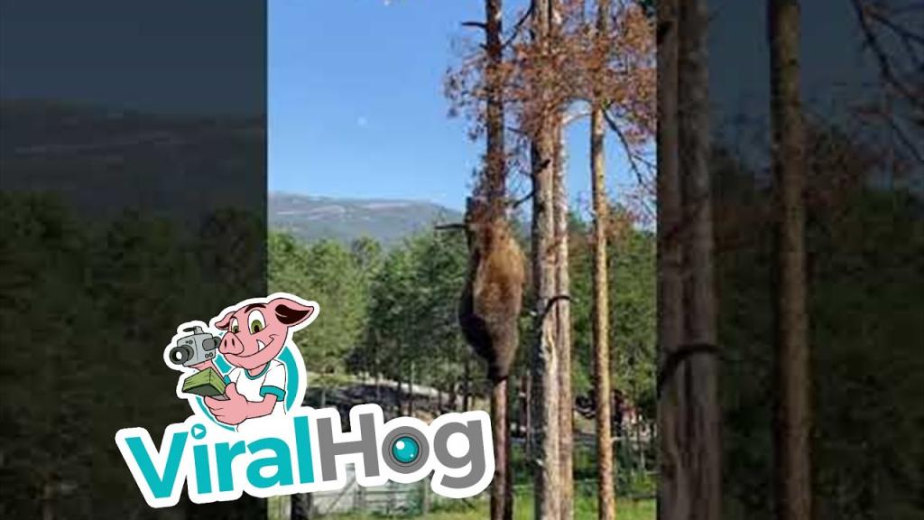 Не знала, что медведь может забраться на дерево с такой скоростью и легкостью (видео)