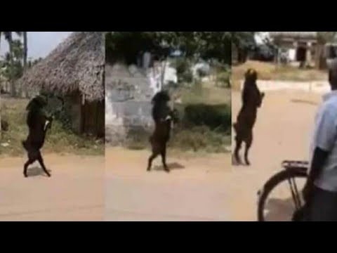 В Индии козел научился ходить на двух ногах: местный житель снял его на видео