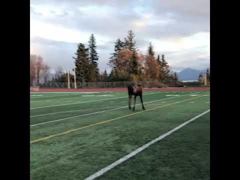 Во время футбольного матча на Аляске лось показал игрокам мастерство владения мячом (видео)