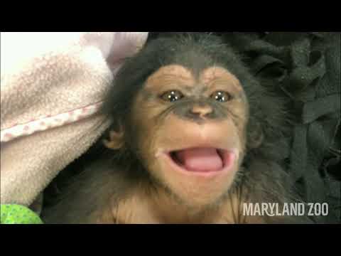 Пощекотать шимпанзе: двухмесячная обезьянка играет погремушками и впервые смеется (видео)