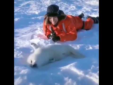 Увидеть новорожденных гренландских тюленей можно зимой на островах Мадлен в Канаде (видео)