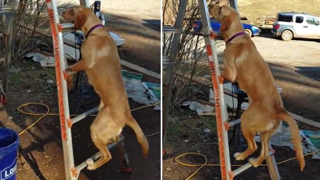 Когда ради хозяина готов на все: пес научился взбираться по лестнице вверх (видео)