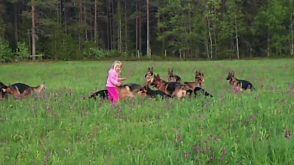 Кто сказал, что овчарки опасны? На видео 5-летняя девочка играет с 14 собаками