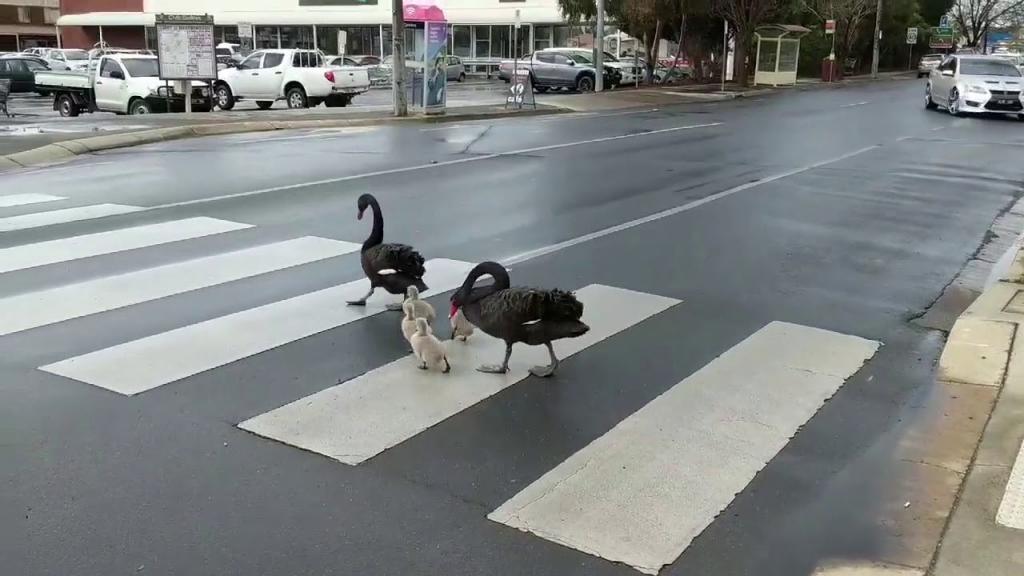 Семья черных лебедей переходит дорогу: видео, которое покорило сердца миллионов