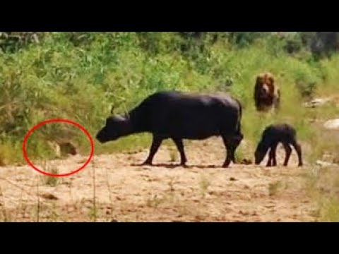 На видео попало, как буйволица спасает своего детеныша от леопарда и льва