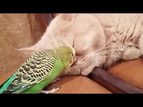 «Как мило!»: болтливый попугайчик попытался разбудить спящую кошку (видео)
