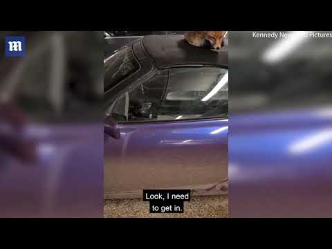 Рок-музыкант нашел спящую лису, удобно устроившуюся на мягкой крыше его автомобиля: видео
